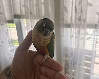 young-parrot-for-sale