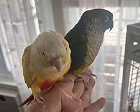 parrot-for-sale