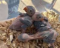 parrot-for-sale