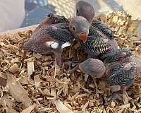 bird-for-sale-in-texas