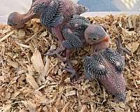 parrot-for-sale-in-texas