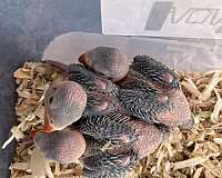 baby-bird