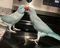 baby-parrot-for-sale