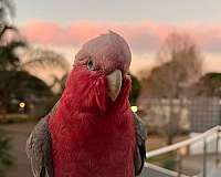 small-bird-for-sale-in-marianna-fl