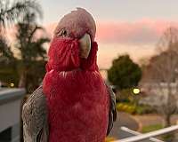 green-wing-macaw-for-sale