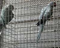 ringneck-parakeet-for-sale-in-downey-ca