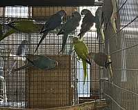 bird-for-sale-in-downey-ca