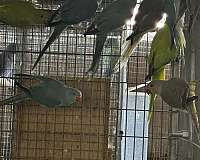 young-bird