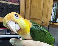 bird-for-sale-in-dade-city-fl