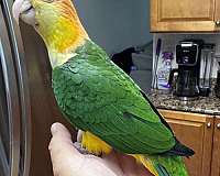 ringneck-parakeet-for-sale