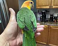 ringneck-parakeet-for-sale-in-dade-city-fl