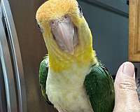 baby-bird