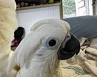 bird-for-sale-in-st-thomas-vi