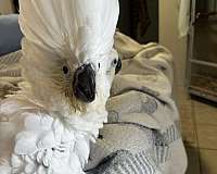baby-bird-for-sale-in-st-thomas-vi