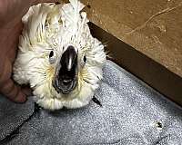 umbrella-cockatoo-for-sale-in-st-thomas-vi