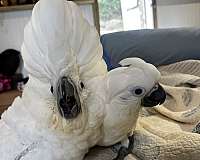 cockatoo-umbrella-cockatoo-for-sale-in-st-thomas-vi