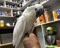 male-female-bird-for-sale-in-st-thomas-vi