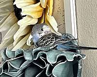 parakeet-for-sale