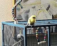 blue-parakeet-for-sale