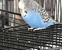 cobalt-parakeet-for-sale