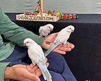 quaker-parrots-for-sale