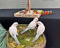 blue-white-quaker-parrots-for-sale