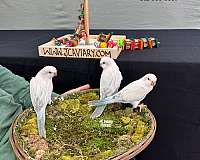quaker-parrots-for-sale-in-austin-tx