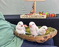 blue-white-bird-for-sale