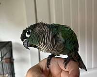 bird-for-sale-in-mocksville-nc