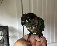 adult-bird-for-sale-in-mocksville-nc