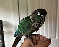 conure-for-sale-in-mocksville-nc