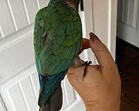 conure-green-cheek-conure-for-sale-in-mocksville-nc