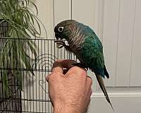 green-bird-for-sale-in-mocksville-nc