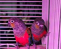 green-bird-for-sale-in-wentzville-mo