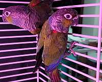 green-cheek-conure-for-sale