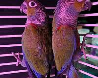 green-cheek-conure-for-sale-in-wentzville-mo