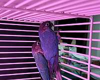 bird-for-sale-in-wentzville-mo