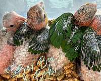 white-bellied-caique-for-sale