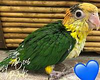 baby-bird