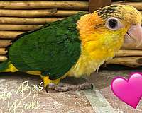 baby-white-bellied-caique-for-sale