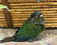 crimson-bellied-conure-for-sale