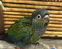 baby-bird