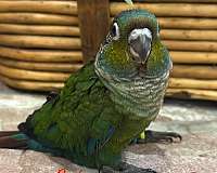 baby-crimson-bellied-conure-for-sale