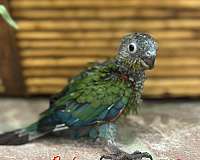conure-crimson-bellied-conure-for-sale