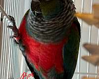 crimson-conure-crimson-bellied-conure-for-sale