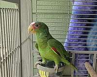 white-front-amazon-parrot-for-sale-in-locust-grove-ga