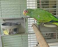 male-bird-for-sale-in-locust-grove-ga