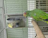 white-bird-for-sale-in-locust-grove-ga