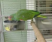 white-front-amazon-parrot-for-sale