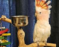 cockatoo-for-sale-in-loxahatchee-fl